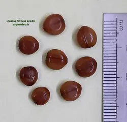 بذر فلوس، خرنوب هندی (3 عددی) Senna fistula