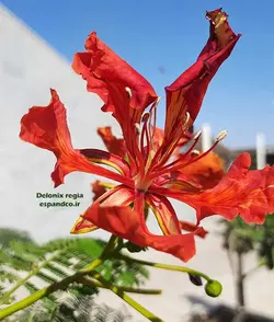 بذر درخت مشعل (3 عددی) Delonix regia