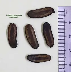 بذر درخت مشعل (3 عددی) Delonix regia