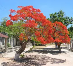 بذر درخت مشعل (3 عددی) Delonix regia