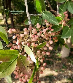 بذر پسته كوهی، بنه (5 عددی) Pistacia atlantica