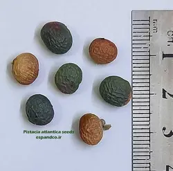 بذر پسته كوهی، بنه (5 عددی) Pistacia atlantica