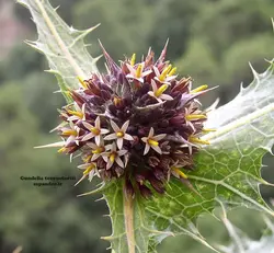 بذر کنگر خوراکی (5 عددی) Gundelia tournefortii