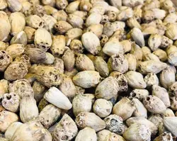 بذر کنگر خوراکی (5 عددی) Gundelia tournefortii