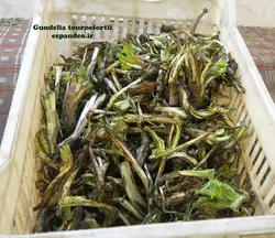 بذر کنگر خوراکی (5 عددی) Gundelia tournefortii