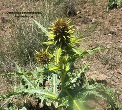 بذر کنگر خوراکی (5 عددی) Gundelia tournefortii