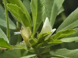 بذر شنبلیله (10 عددی) Trigonella foenum-graecum