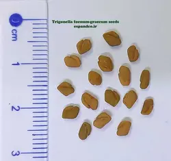 بذر شنبلیله (10 عددی) Trigonella foenum-graecum
