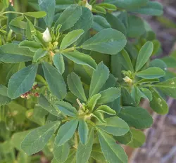 بذر شنبلیله (10 عددی) Trigonella foenum-graecum