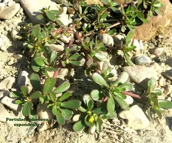 بذر خُرفه (50 عددی) Portulaca oleracea