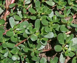 بذر خُرفه (50 عددی) Portulaca oleracea