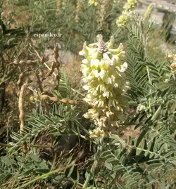 گیاه دارویی تلخ بیان (20 گرم دانه) Sophora alopecuroides