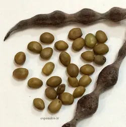 گیاه دارویی تلخ بیان (20 گرم دانه) Sophora alopecuroides