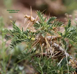 بذر گون کتیرا (10 عددی) Astragalus verus