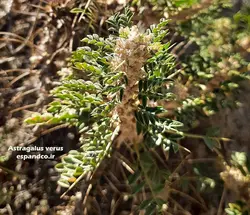 بذر گون کتیرا (10 عددی) Astragalus verus