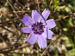 بذر کاسنی دارت (10 عددی) Catananche caerulea