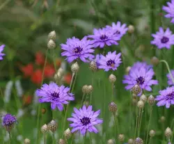 بذر کاسنی دارت (10 عددی) Catananche caerulea