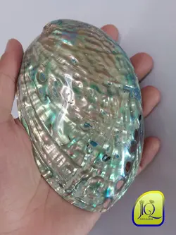 صدف آبالون کفه ای