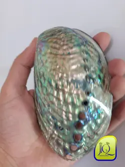 صدف آبالون کفه ای