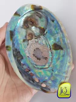 صدف آبالون کفه ای