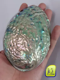 صدف آبالون کفه ای