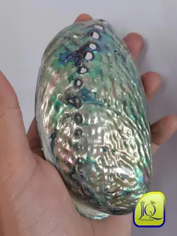 صدف آبالون کفه ای