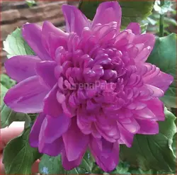 ست کاتر وینر کوکب با کاتر3 تایی