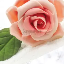 کاتر وینر برگ رز