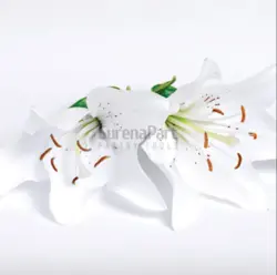 کاتر وینر لیلوم