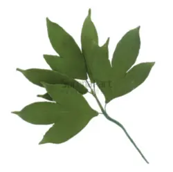 کاتر وینر برگ پیونی