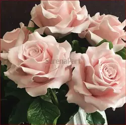 کاتر وینر رز اشکی