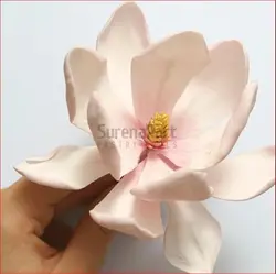 کاتر وینر مگنولیا