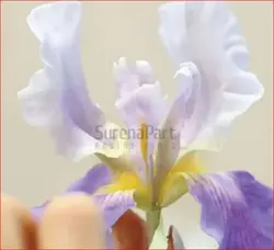 کاتر وینر زنبق