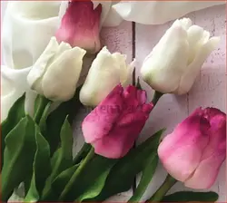 کاتر وینر لاله تک