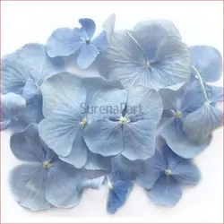 کاتر وینر ادریسی