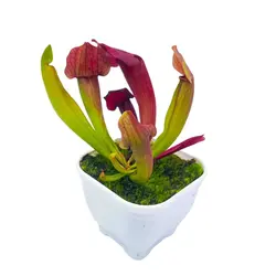 گیاه حشره خوار ساراسنیا نژاد مارون (سایز بالغ)