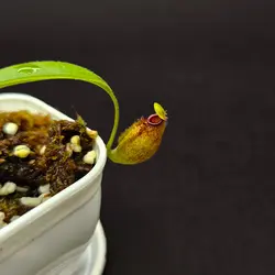 گیاه طبیعی نپنتس حشره خوار نژاد(ماکسیما آریستو)