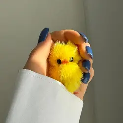 جاکلیدی جوجه