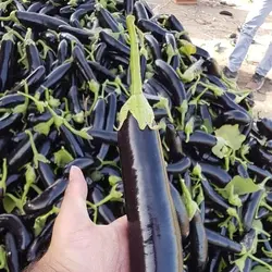 بادمجان محلی مازندران
