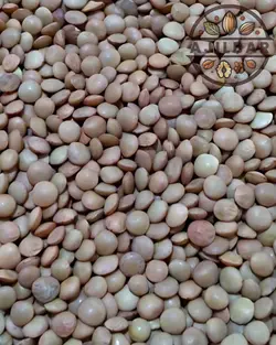 عدس ریز