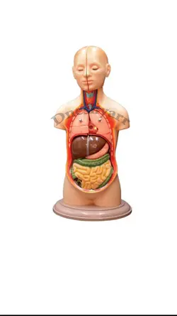 مولاژ بدن انسان ۱۰ تکه ۳۵ سانت