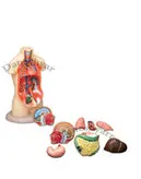 مولاژ بدن انسان ۱۰ تکه ۳۵ سانت