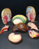 مولاژ بدن انسان ۱۰ تکه ۳۵ سانت