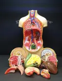 مولاژ بدن انسان ۱۰ تکه ۳۵ سانت