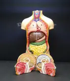 مولاژ بدن انسان ۱۰ تکه ۳۵ سانت