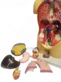 مولاژ بدن انسان 9 تکه 50 سانت