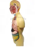 مولاژ بدن انسان 9 تکه 50 سانت