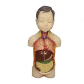 مولاژ بدن ۸ تکه (مدل عروسکی)