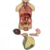 مولاژ بدن ۸ تکه (مدل عروسکی)