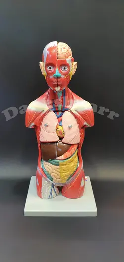 مولاژ بدن انسان 11 قسمتی 50 سانتی